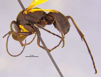 Media type: image;   Entomology 15803 Aspect: habitus lateral view